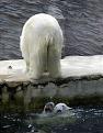 Click image for larger version

Name:	hellow_bear.jpg
Views:	282
Size:	38.7 KB
ID:	9012835
