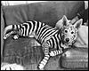 Click image for larger version

Name:	asort-tiger_dog.jpg
Views:	152
Size:	77.9 KB
ID:	9013007