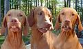 Click image for larger version

Name:	redneckbirddogs.jpg
Views:	109
Size:	95.3 KB
ID:	9013069