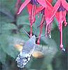 Click image for larger version

Name:	hummer.jpg
Views:	121
Size:	7.3 KB
ID:	9013538