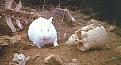 Click image for larger version

Name:	bunny.jpg
Views:	146
Size:	41.6 KB
ID:	9013573