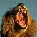 Click image for larger version

Name:	lion_roar.jpg
Views:	82
Size:	9.4 KB
ID:	9014067