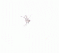 Click image for larger version

Name:	spider2.gif
Views:	238
Size:	5.2 KB
ID:	9014378