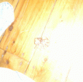 Click image for larger version

Name:	spider3.gif
Views:	247
Size:	130.9 KB
ID:	9014379