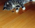 Click image for larger version

Name:	cat &amp;amp; spider.jpg
Views:	208
Size:	18.8 KB
ID:	9014389