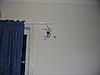 Click image for larger version

Name:	clock spider2.jpg
Views:	139
Size:	33.3 KB
ID:	9014415