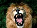 Click image for larger version

Name:	lions-2.jpg
Views:	143
Size:	10.9 KB
ID:	9014504