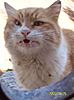 Click image for larger version

Name:	damascean cat at the window.jpg
Views:	340
Size:	21.4 KB
ID:	9018148