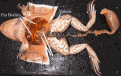 Click image for larger version

Name:	dissected frog.gif
Views:	299
Size:	107.8 KB
ID:	9018151