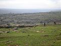 Click image for larger version

Name:	silgara 4 - a herd.jpg
Views:	208
Size:	41.3 KB
ID:	9018190