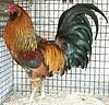 Click image for larger version

Name:	amerancana%20rooster.jpg
Views:	105
Size:	456.7 KB
ID:	9018929