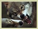 Click image for larger version

Name:	wl-wolves%20big.jpg
Views:	105
Size:	82.9 KB
ID:	9019261
