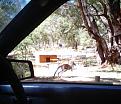 Click image for larger version

Name:	wa kangaroo.jpg
Views:	198
Size:	56.2 KB
ID:	9019421