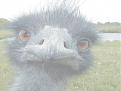 Click image for larger version

Name:	emu.jpg
Views:	171
Size:	217.8 KB
ID:	9019446