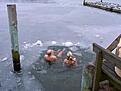 Click image for larger version

Name:	vinterbad_havn.gif
Views:	146
Size:	11.9 KB
ID:	9019768