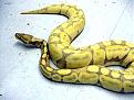 Click image for larger version

Name:	banana snake.jpg
Views:	130
Size:	84.9 KB
ID:	9020014