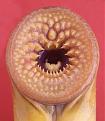 Click image for larger version

Name:	lamprey.jpg
Views:	184
Size:	25.0 KB
ID:	9020454