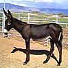 Click image for larger version

Name:	donkey.jpeg
Views:	317
Size:	14.4 KB
ID:	9020458