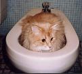 Click image for larger version

Name:	filou-bidet.jpg
Views:	161
Size:	48.0 KB
ID:	9020566