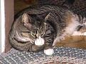 Click image for larger version

Name:	mad%20kitty.jpg
Views:	229
Size:	127.1 KB
ID:	9021154