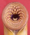 Click image for larger version

Name:	lamprey.jpg
Views:	103
Size:	25.0 KB
ID:	9021703