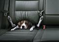 Click image for larger version

Name:	dog car.jpg
Views:	359
Size:	81.4 KB
ID:	9022130