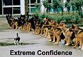 Click image for larger version

Name:	extreme%20confidence.jpg
Views:	168
Size:	36.4 KB
ID:	9022193