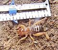 Click image for larger version

Name:	jerusalem_cricket_back.jpg
Views:	263
Size:	25.2 KB
ID:	9022205