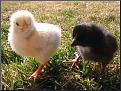 Click image for larger version

Name:	chiccks.jpg
Views:	236
Size:	99.3 KB
ID:	9022359