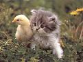 Click image for larger version

Name:	hot_chick_with_nice_*****.jpg
Views:	214
Size:	68.6 KB
ID:	9022370