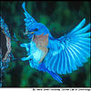 Click image for larger version

Name:	bluebird02.jpg
Views:	144
Size:	26.1 KB
ID:	9022476