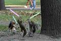 Click image for larger version

Name:	jedisquirrels.jpg
Views:	134
Size:	36.4 KB
ID:	9022536