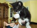 Click image for larger version

Name:	giantkitten8pc.jpg
Views:	151
Size:	40.2 KB
ID:	9022609