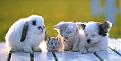Click image for larger version

Name:	cute.jpg
Views:	146
Size:	16.7 KB
ID:	9022615