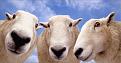 Click image for larger version

Name:	sheep2.jpg
Views:	162
Size:	51.5 KB
ID:	9022790