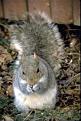 Click image for larger version

Name:	squirrel.jpg
Views:	403
Size:	16.6 KB
ID:	9022889