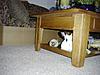 Click image for larger version

Name:	crazy rabbit.jpg
Views:	198
Size:	97.5 KB
ID:	9026701