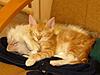 Click image for larger version

Name:	cats2.jpg
Views:	169
Size:	102.7 KB
ID:	9027001