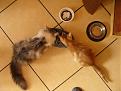 Click image for larger version

Name:	cats1.jpg
Views:	201
Size:	87.5 KB
ID:	9027007