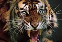 Click image for larger version

Name:	wild teeth.jpg
Views:	108
Size:	64.0 KB
ID:	9027080