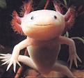Click image for larger version

Name:	axolotl.jpg
Views:	149
Size:	29.9 KB
ID:	9027215
