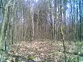 Click image for larger version

Name:	young_trees.jpg
Views:	274
Size:	89.5 KB
ID:	9027533