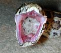 Click image for larger version

Name:	snakeeatingmouse.jpg
Views:	196
Size:	43.9 KB
ID:	9029541