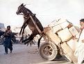 Click image for larger version

Name:	donkey01.jpg
Views:	181
Size:	24.1 KB
ID:	9029661