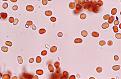 Click image for larger version

Name:	redrain_cells_485.jpg
Views:	233
Size:	107.0 KB
ID:	9029732