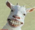 Click image for larger version

Name:	goat%20smiley(2).jpg
Views:	249
Size:	33.5 KB
ID:	9034576