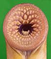 Click image for larger version

Name:	lamprey-mouth.jpg
Views:	136
Size:	36.9 KB
ID:	9034949