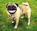 Click image for larger version

Name:	dogsmile.jpg
Views:	199
Size:	76.2 KB
ID:	9035616