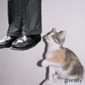 Click image for larger version

Name:	hanging_kitty.gif
Views:	124
Size:	39.3 KB
ID:	9036359