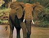 Click image for larger version

Name:	elephant.jpg
Views:	179
Size:	30.6 KB
ID:	9037037